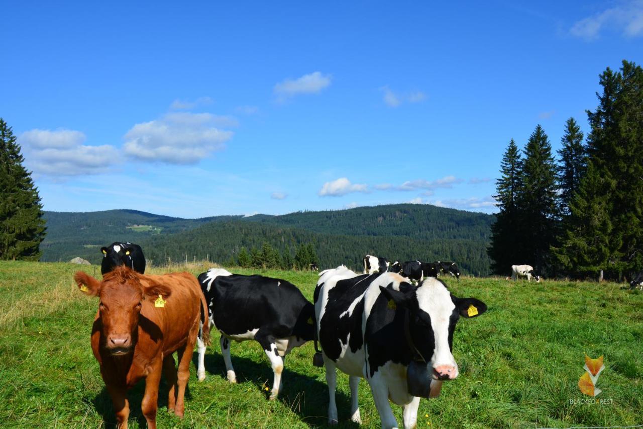 Blackfoxrest Ferienwohnung Feldberg  Exteriér fotografie
