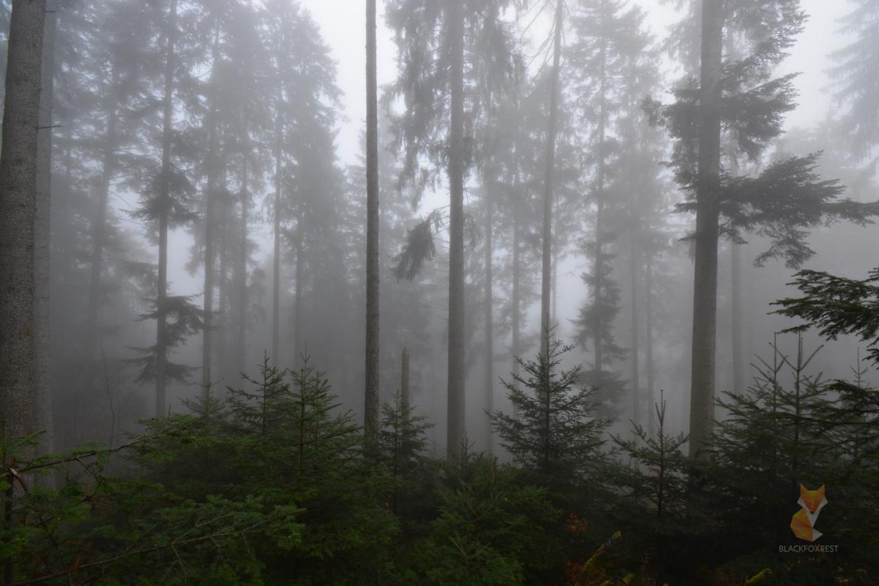 Blackfoxrest Ferienwohnung Feldberg  Exteriér fotografie